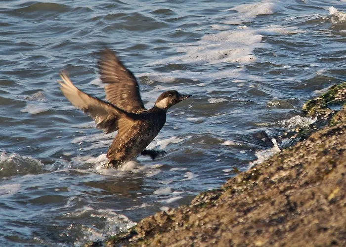 Seevilla Wietjes Whg 6 Apartament Baltrum